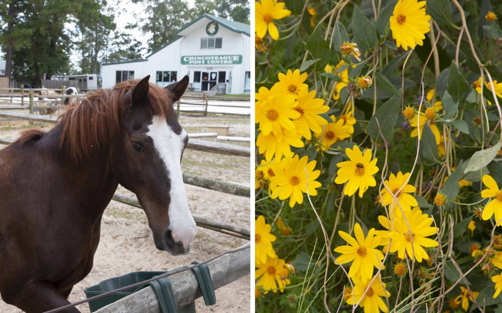 Brown Chincoteague pony and yellow flowers