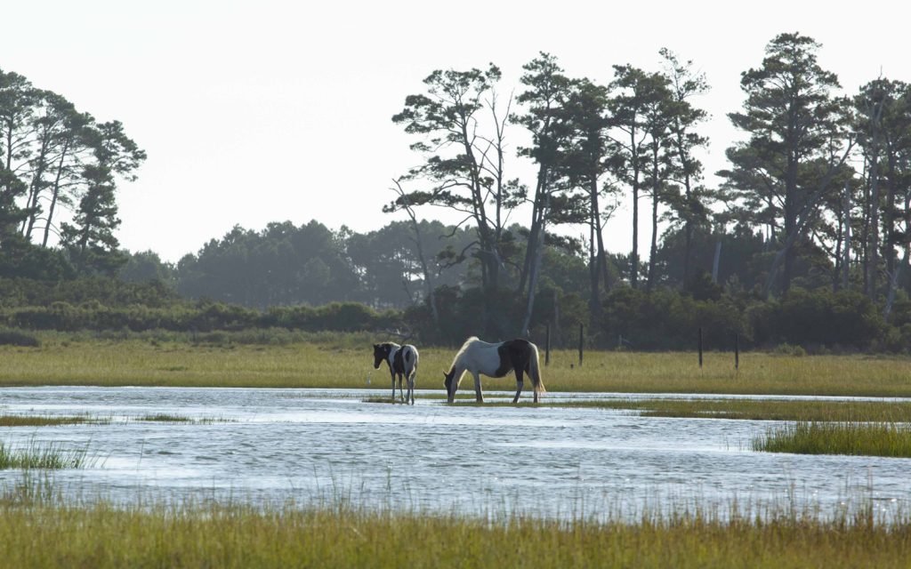 Wild Chinoteague ponies
