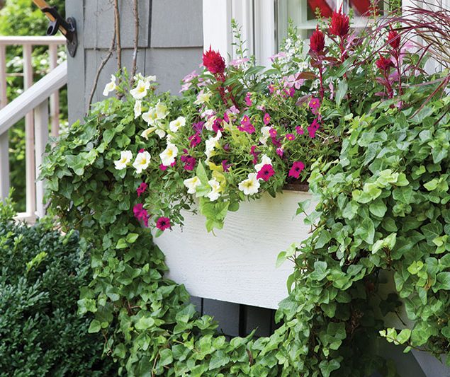 Summer Window Box