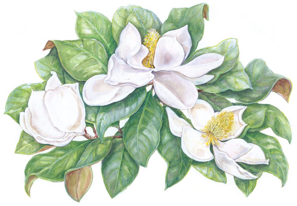 Becoming a Southern Lady - Southern Lady Magazine