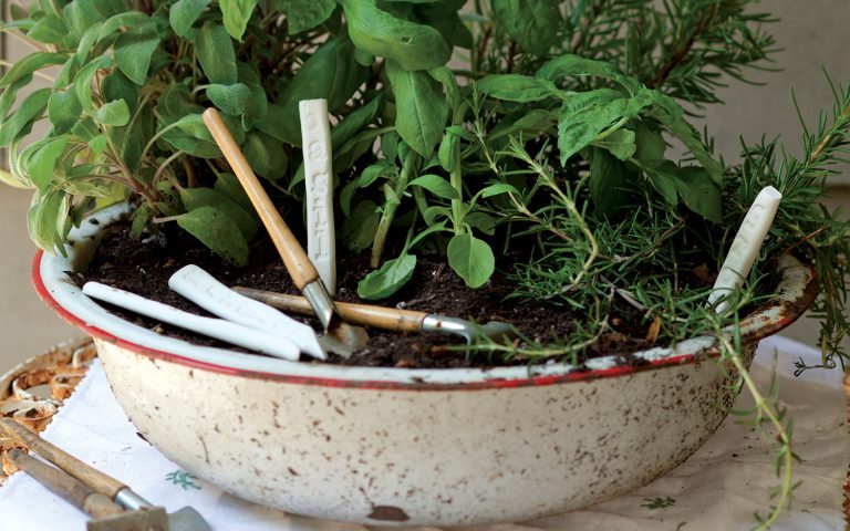 herb-garden-featured