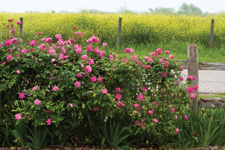 A picture of the Antique Rose Emporium