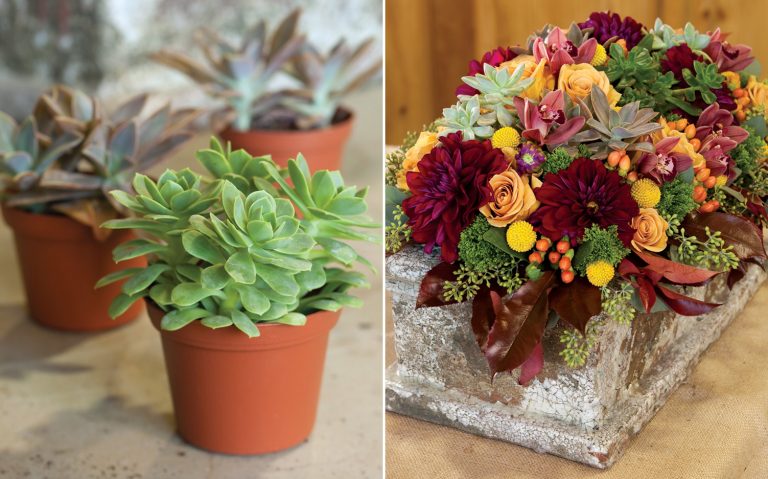 A picture of a September succulent display