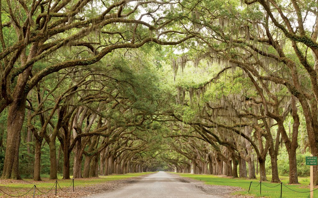 savannah
