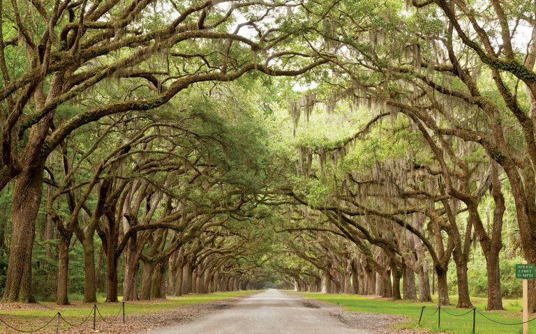 savannah