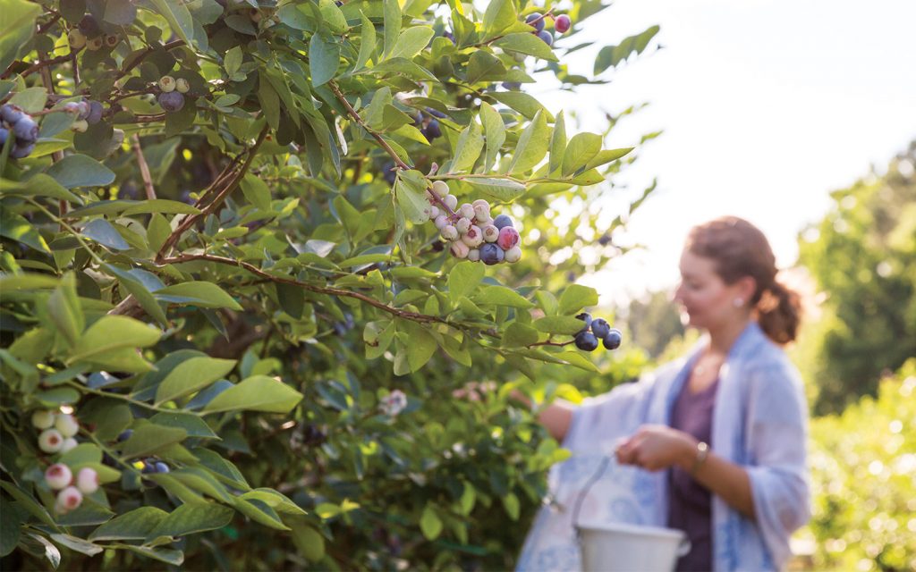 Lunch in the Orchard