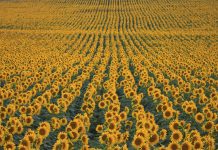 Special Message from Anna Jean Mayhew, author of Tomorrow’s Bread special-message-author-of-tomorrows-bread