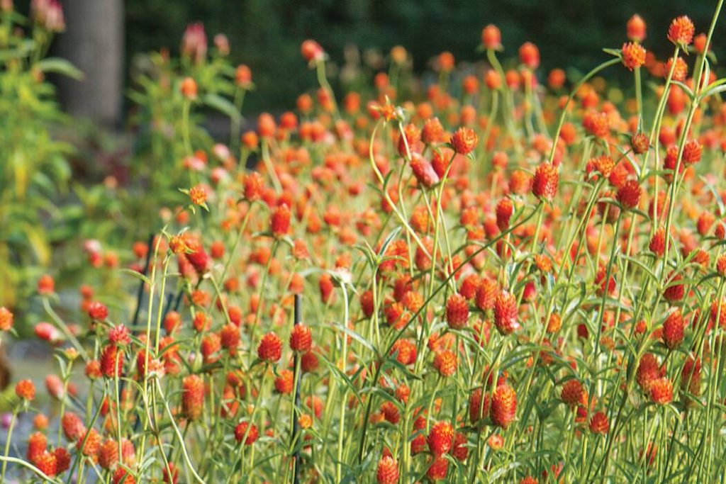 Acres of Love at 1818 Farms