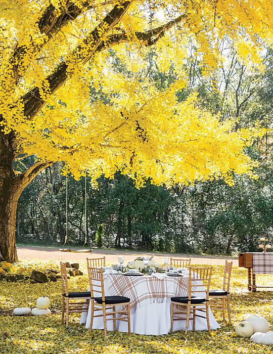 Outdoor table set beneath a yellow ginkgo tree