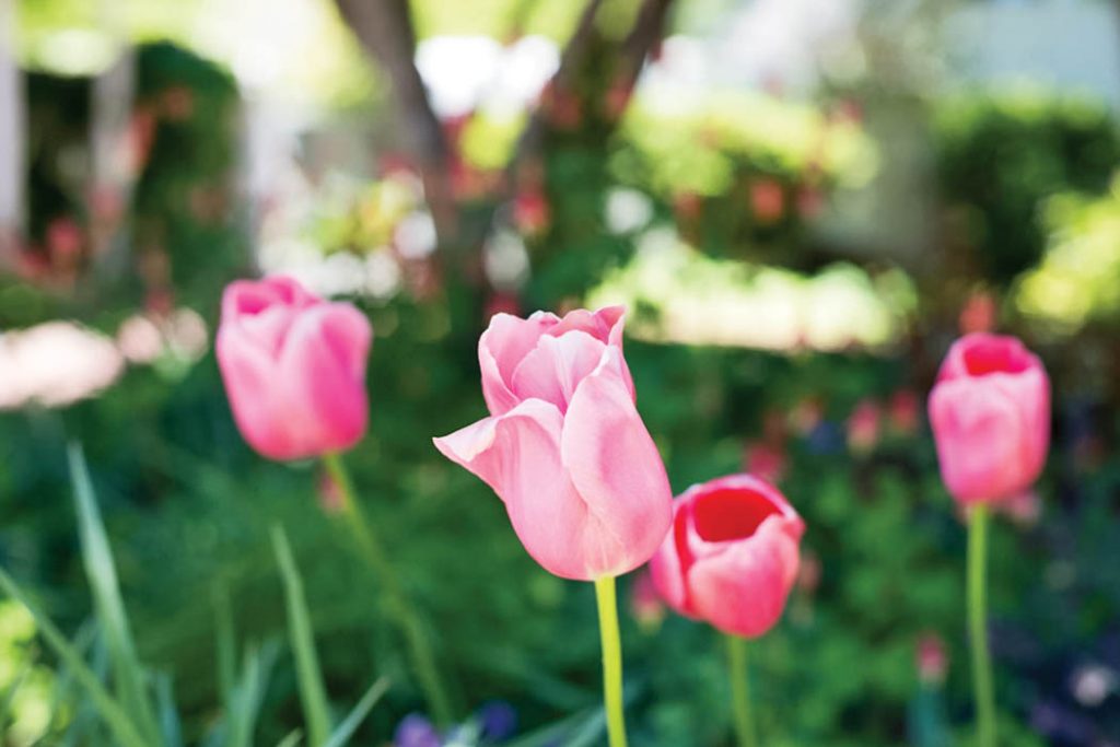 Pink tulips in bloom at Fearrington House Inn