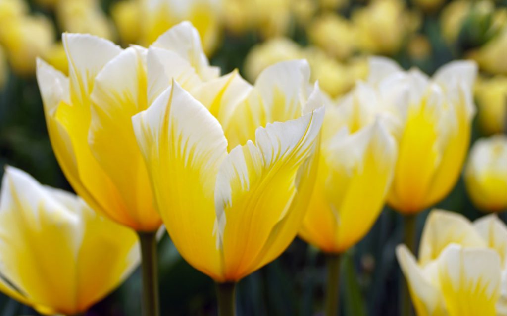 Denise Gee Essay Series: Cut and Run (Tulips)