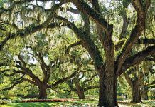 Artful Legacy of South Carolina’s Brookgreen Gardens Moss-laden oaks at Brookgreen Gardens