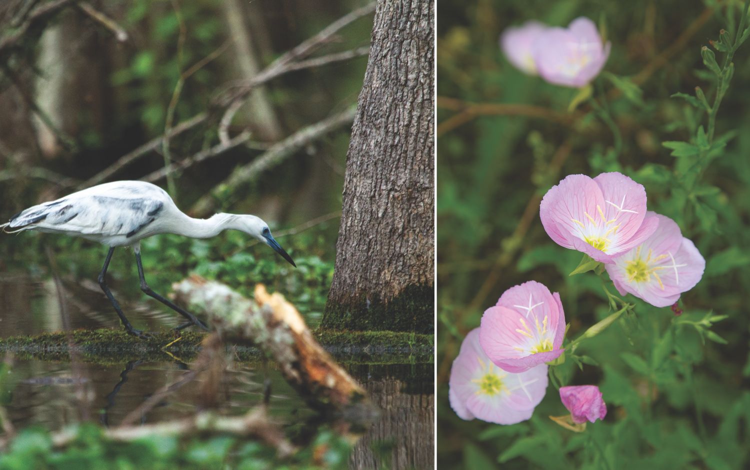 Our Top 5 Reasons to Visit Lafayette, Louisiana