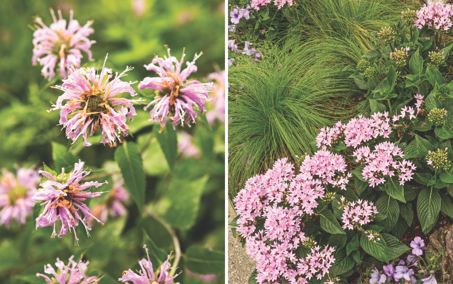 Pink flowers at the North Carolina Arboretum