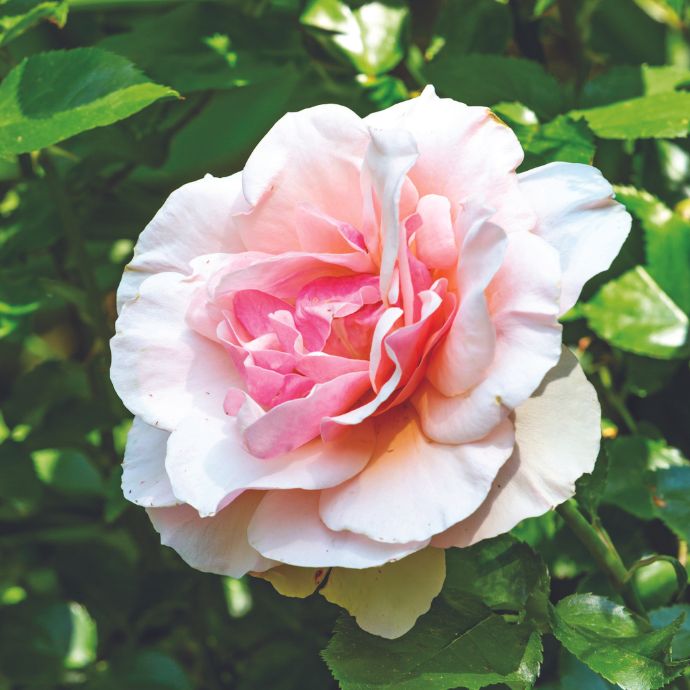 Blush pink rose in a garden