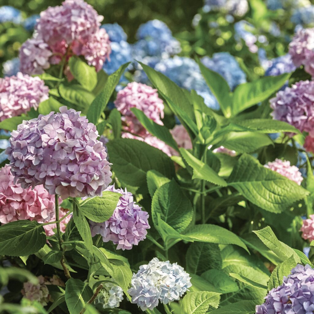 Blue, pink, and lavender hydrangeas at a Southern garden event