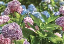 4 Superb Southern Garden Events for Flower Enthusiasts Blue, pink, and lavender hydrangeas at a Southern garden event