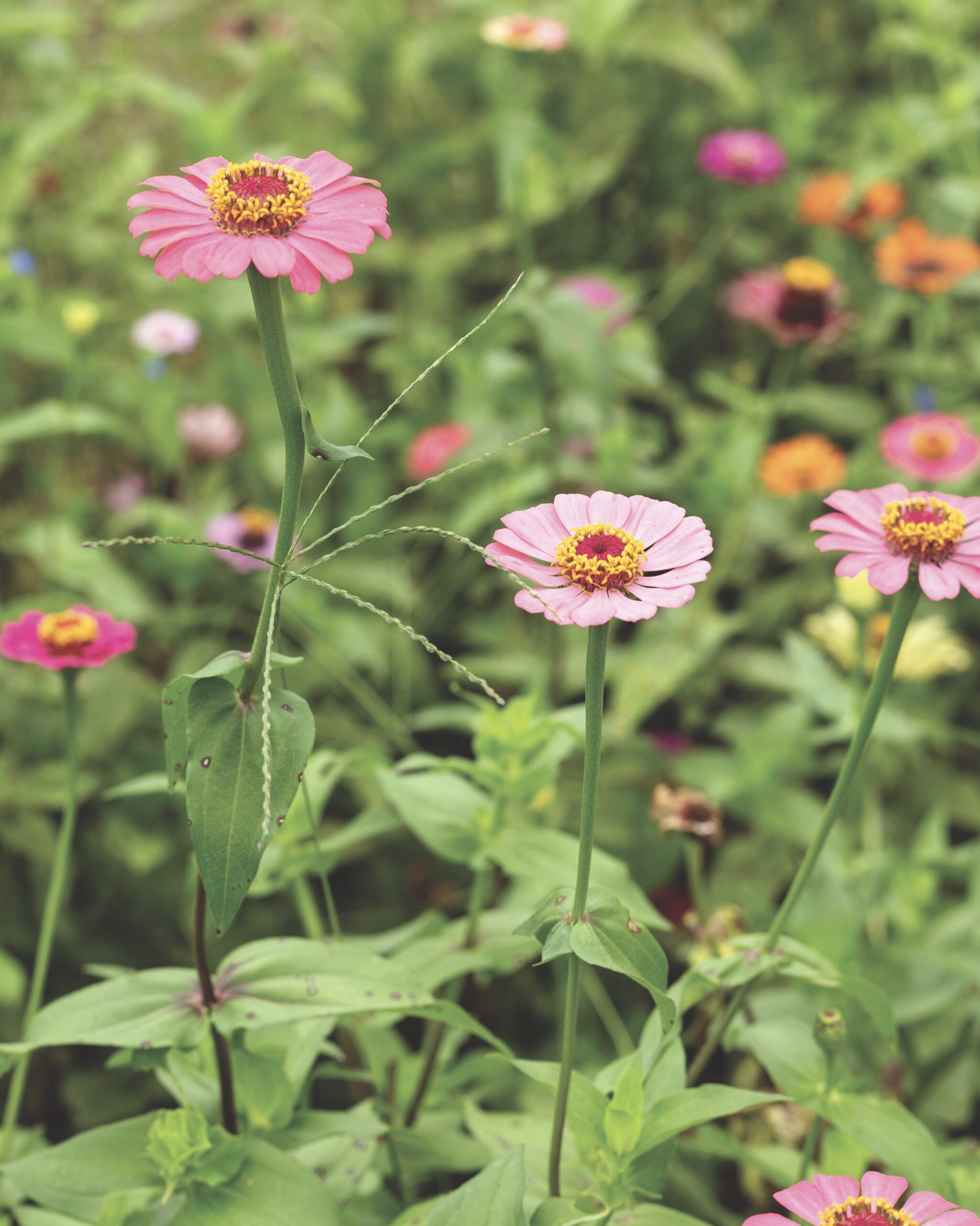 pink zinnias in a field