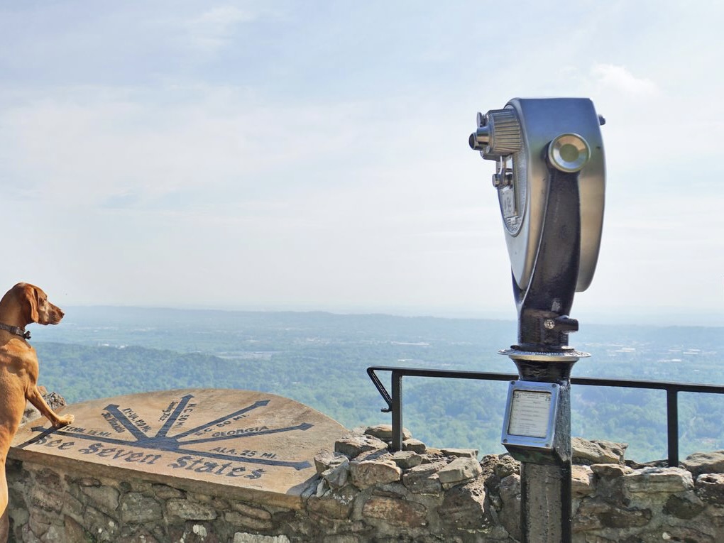A dog looking at the skyline of Lookout Mountain