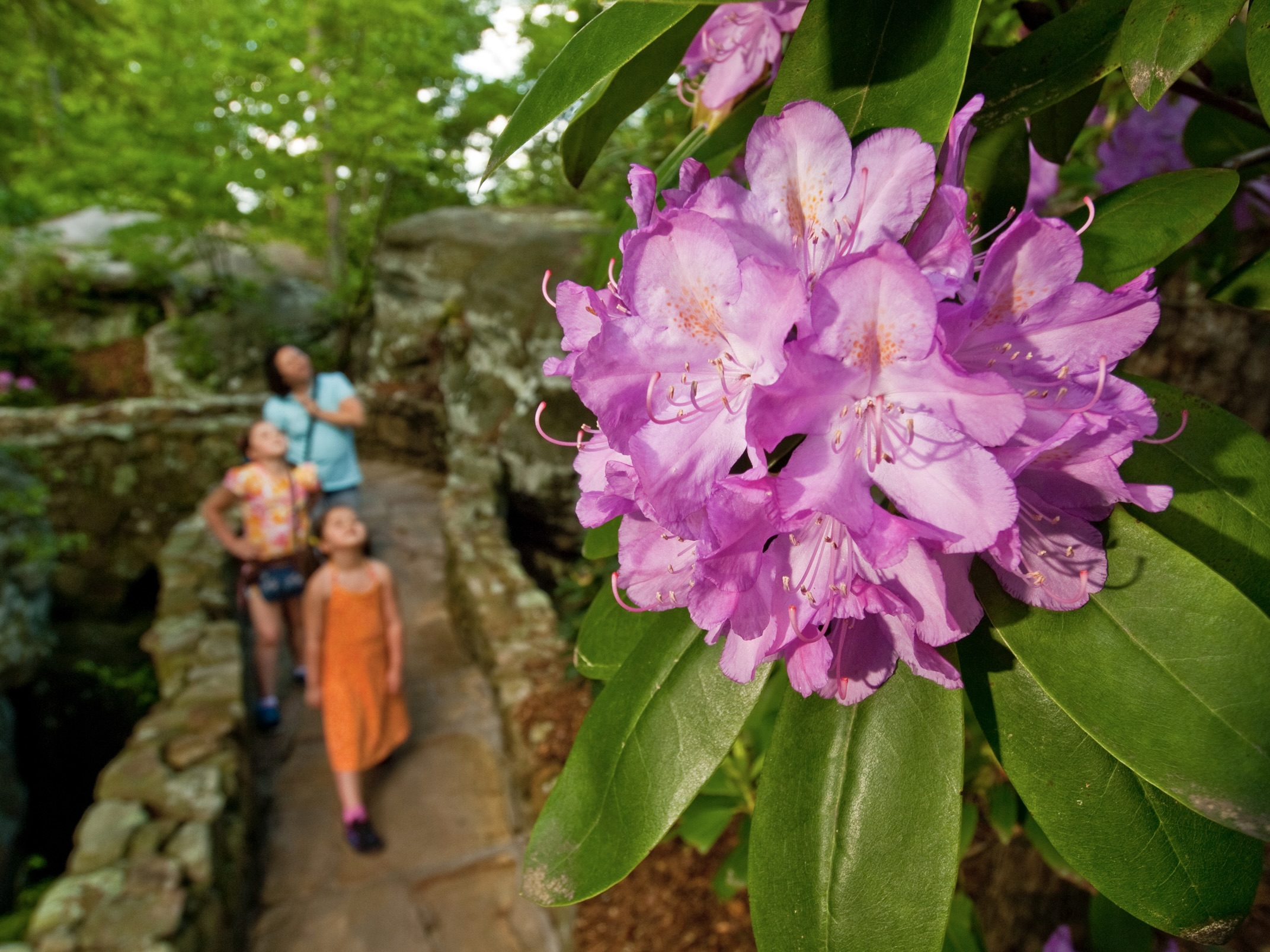 Pink rhodedendrons