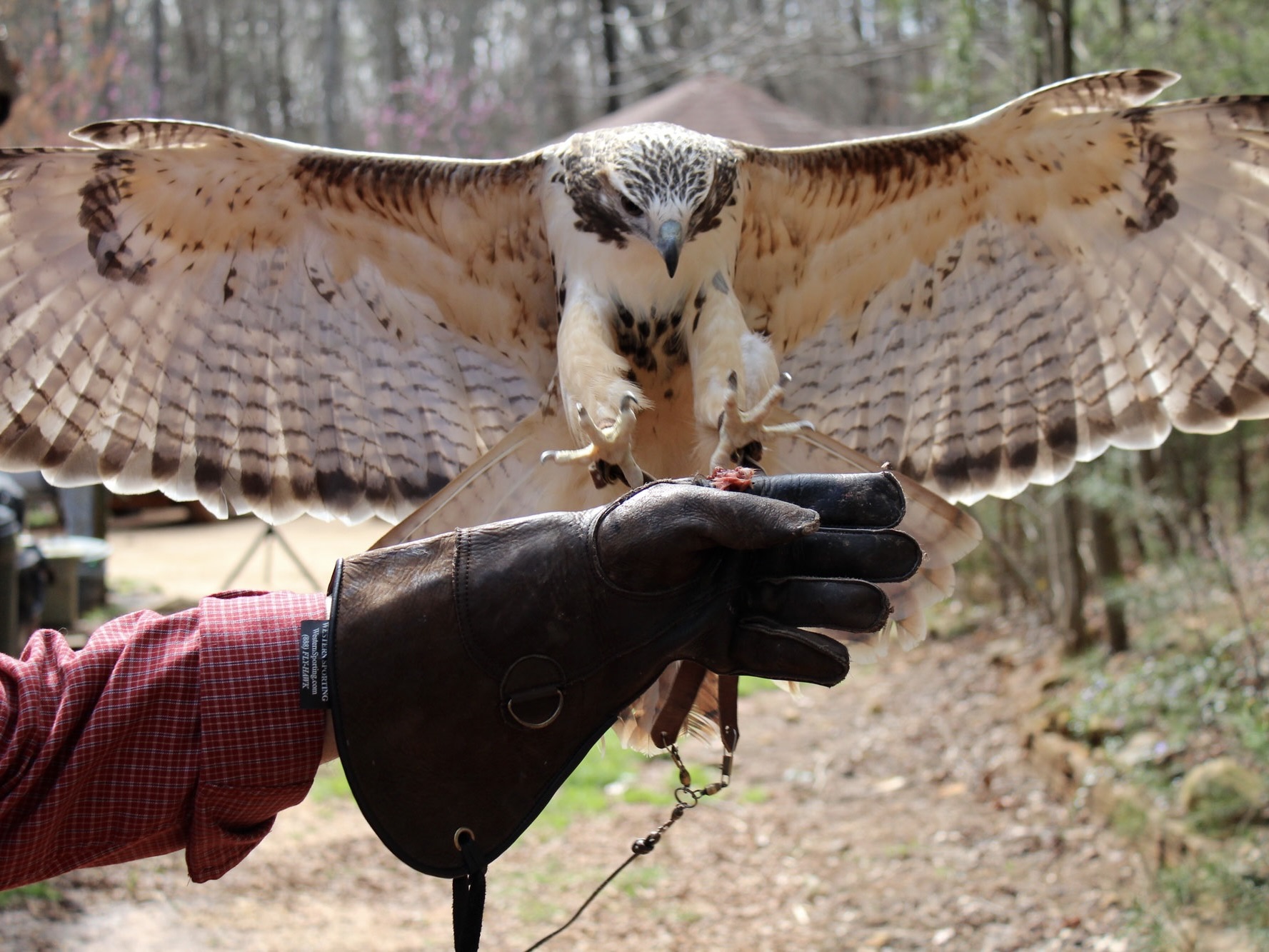 A falcon with spread wings
