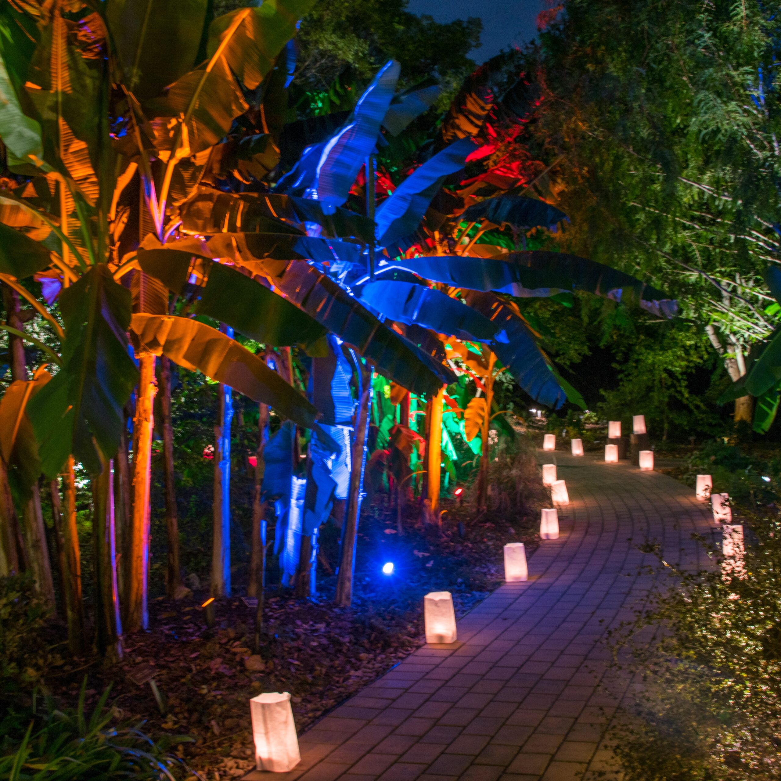 Candles line the pathway that weaves between trees at a nighttime event in the JC Raulston Arboretum in Raleigh, North Carolina.