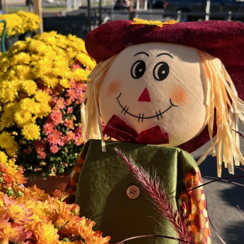 A scarecrow and mum flowers at the Heartland Harvest Festival in Elizabethtown, Kentucky.