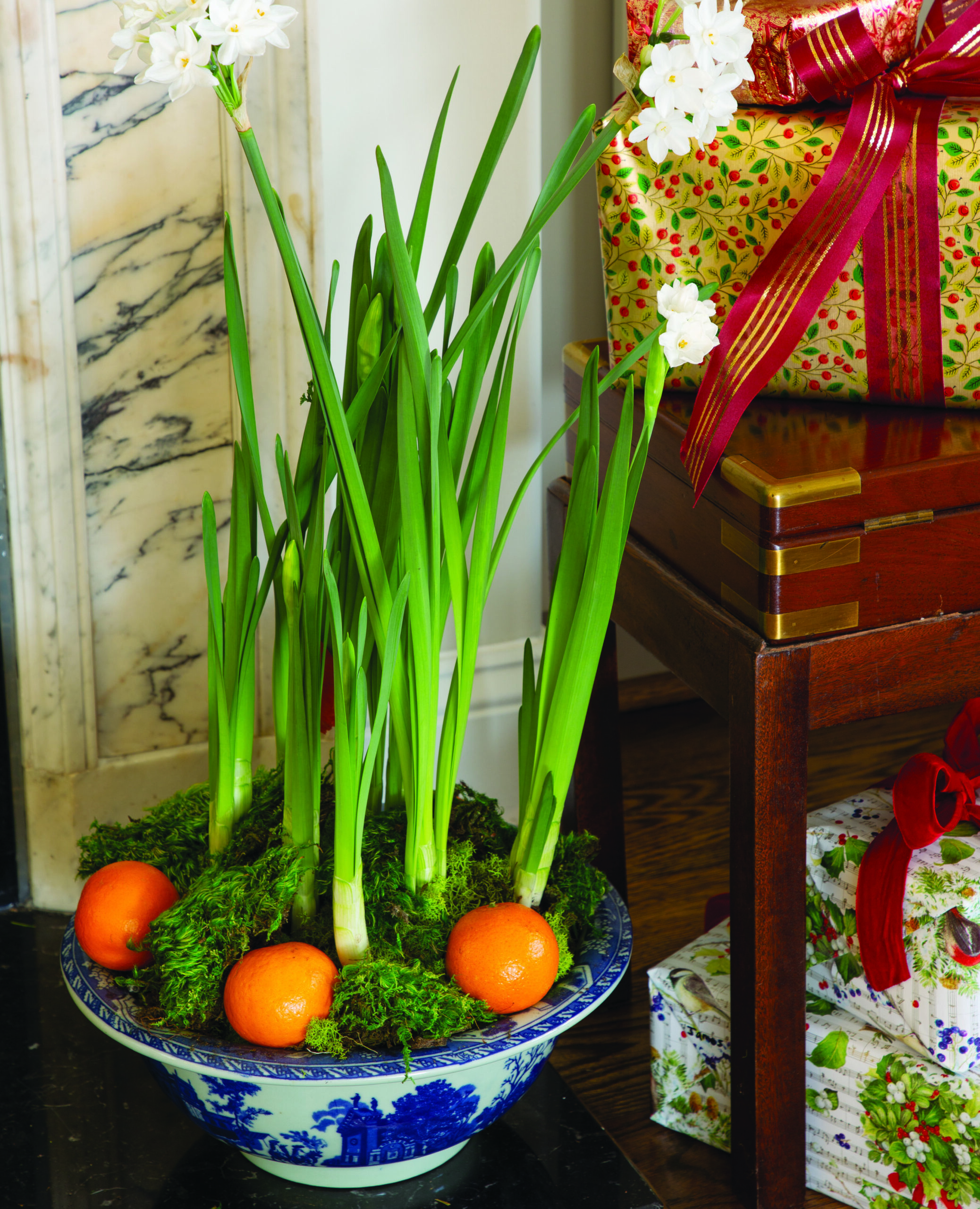 A potted paperwhite flower with oranges nestled in moss atop the soil.
