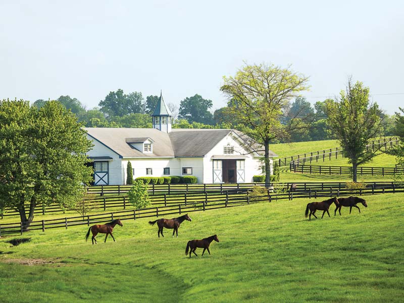 Horses in field with white barn in background