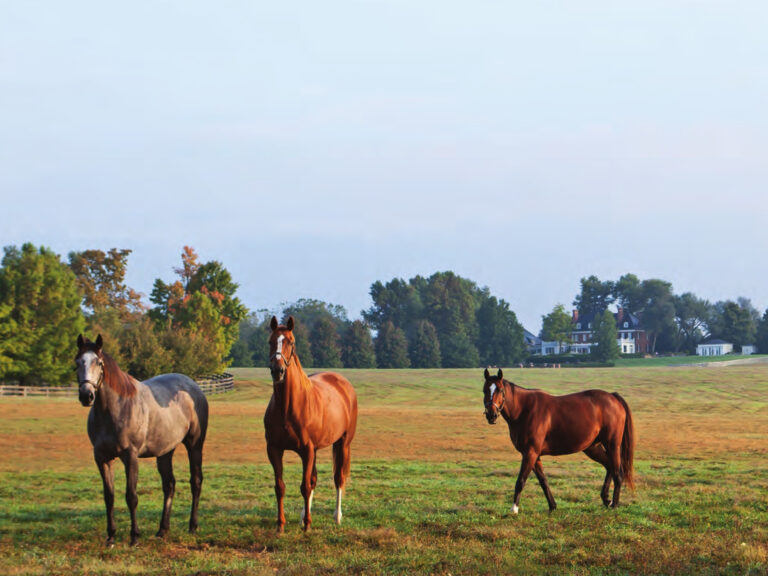 Three horses standing in a pasture
