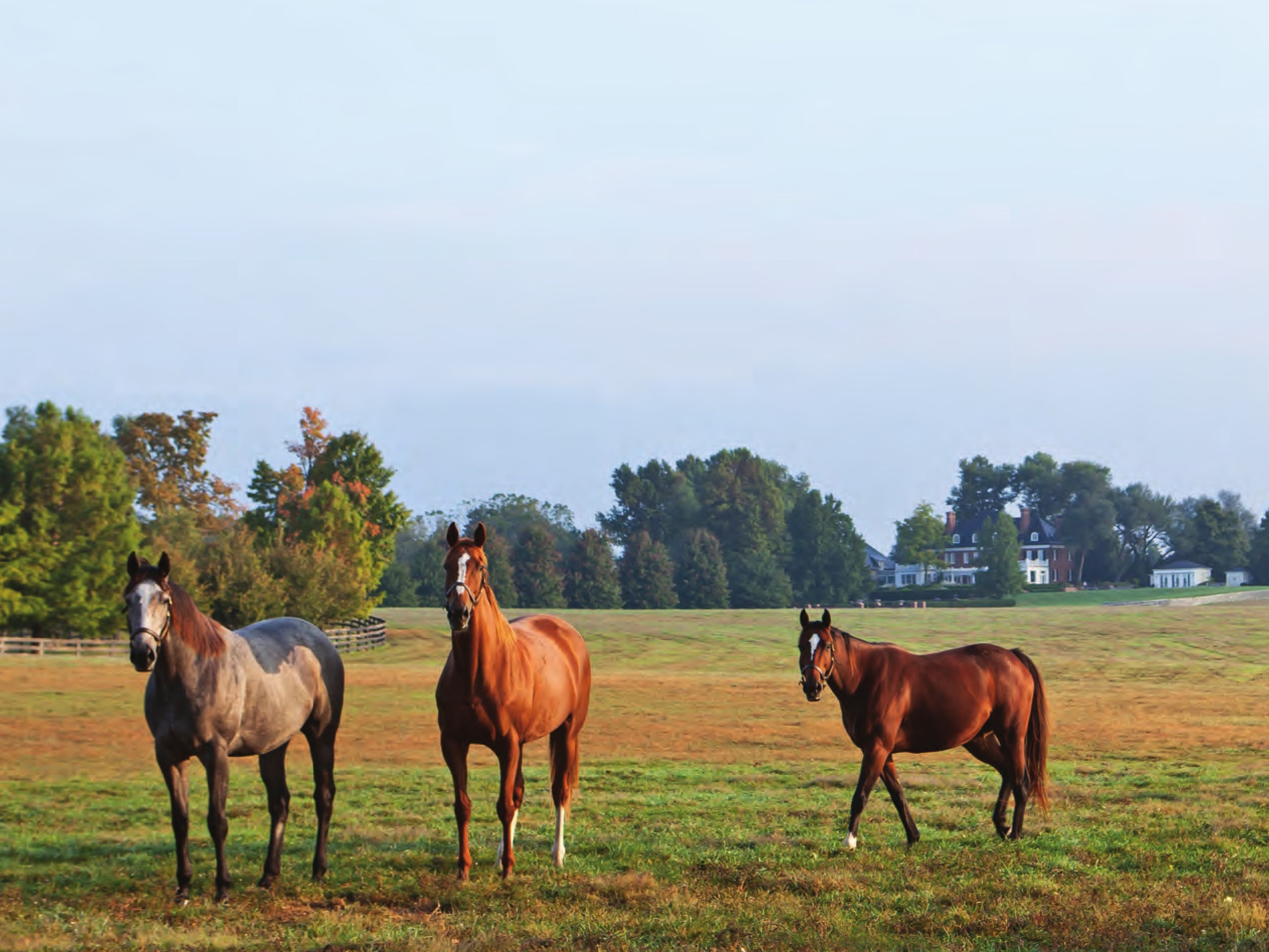 Three horses standing in a pasture
