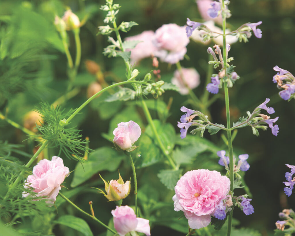 Pink and purple flowers in a garden.