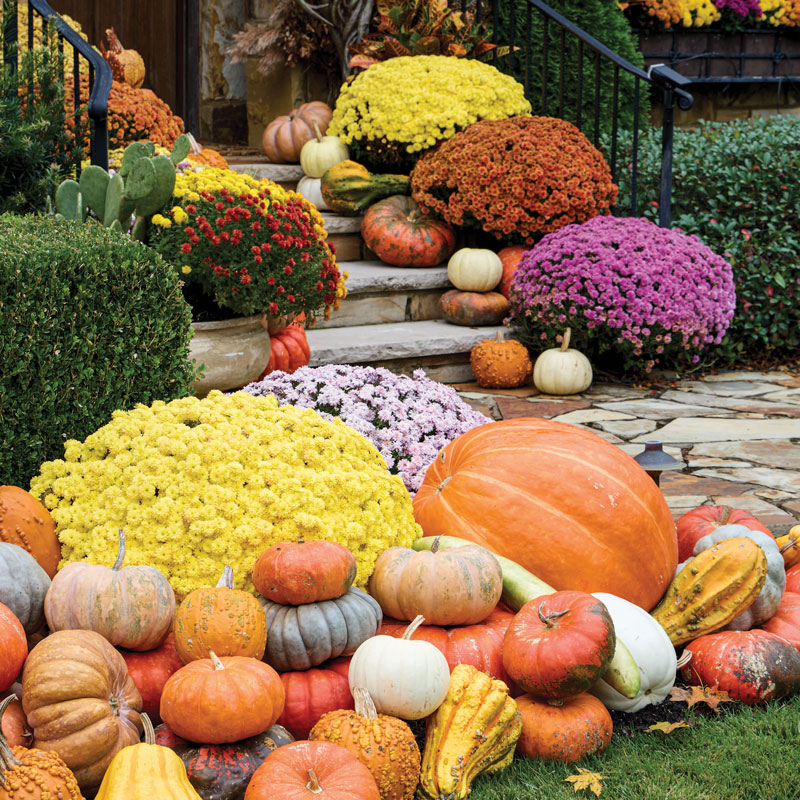 Pumpkins and mums