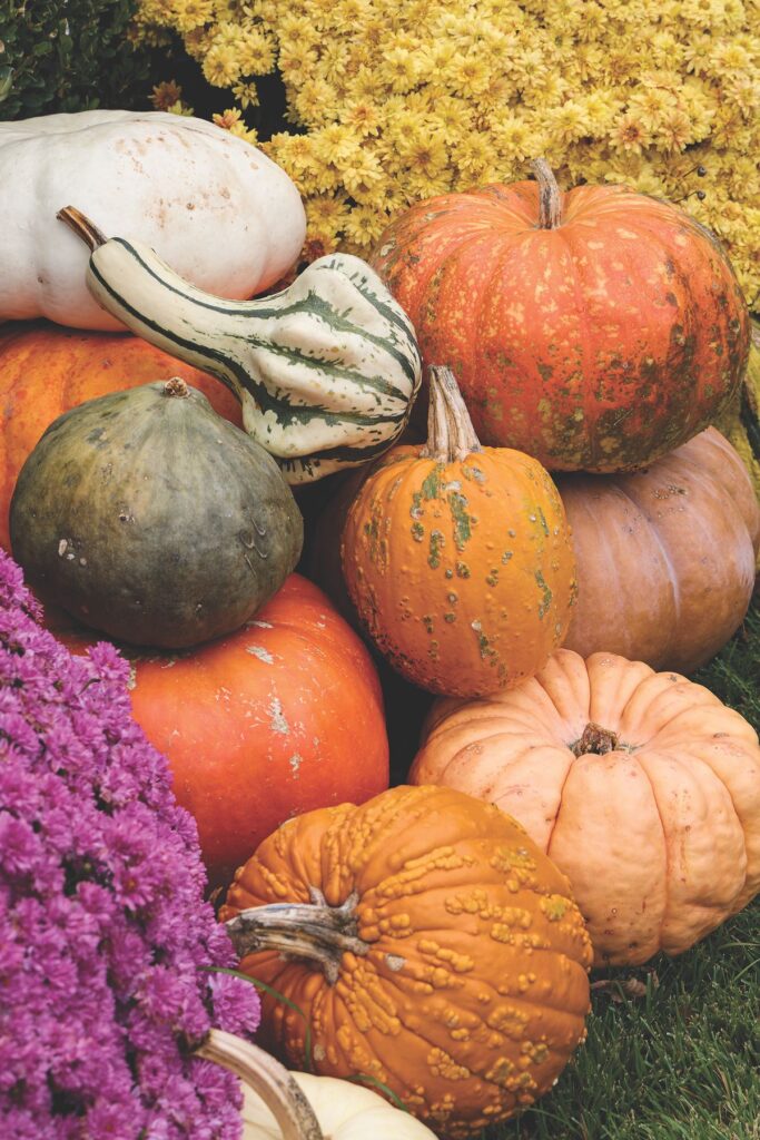 A close-up of heirloom pumpkins and striped gourds in orange, peach, green, and cream nestled between purple and yellow mums.