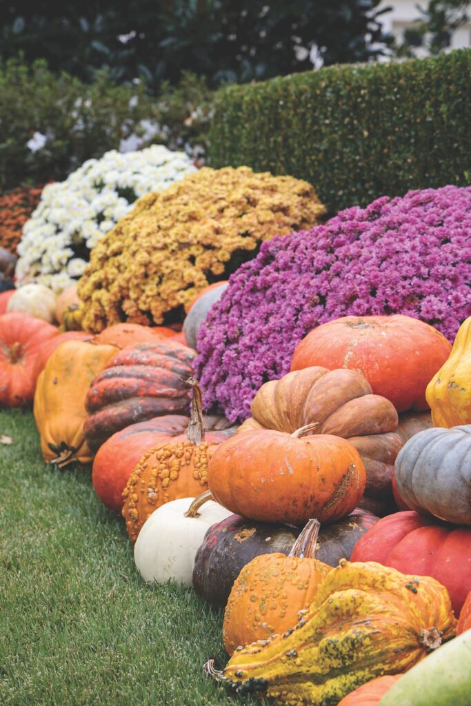 Purple, golden, and white mums tucked among orange, gray, and warty pumpkins and gourds on a green lawn.