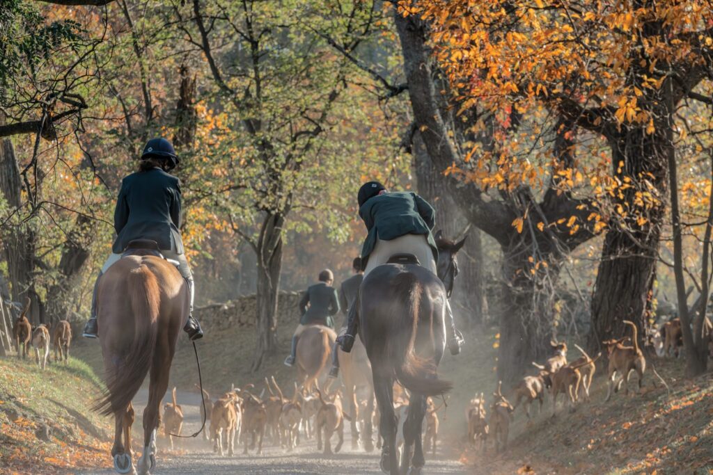 Riders in collared coats follow a pack of American foxhounds down a country lane beneath blazing autumn trees